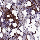 Immunohistochemical staining of human bone marrow shows high expression.