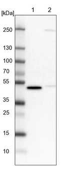 Lane 1: NIH-3T3 cell lysate (Mouse embryonic fibroblast cells)_br/_Lane 2: NBT-II cell lysate (Rat Wistar bladder tumour cells)