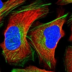 Immunofluorescent staining of human cell line U-2 OS shows localization to cytosol & actin filaments.