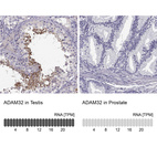 Anti-ADAM32 Antibody