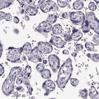 Immunohistochemical staining of human placenta shows no positivity in trophoblastic cells as expected.