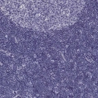 Immunohistochemical staining of human tonsil shows no positivity in non-germinal center cells as expected.