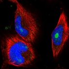 Immunofluorescent staining of human cell line U-251 MG shows localization to nucleoli.