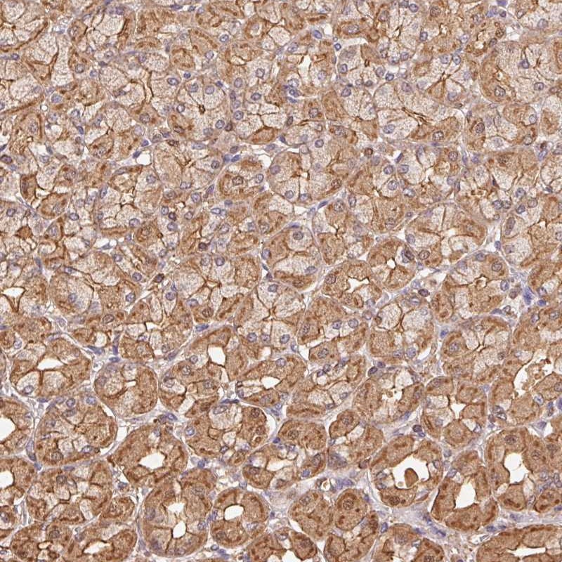 Anti-ATG10 Antibody