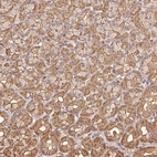 Anti-ATG10 Antibody