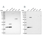 Western blot analysis using Anti-NHP2 antibody HPA044171 (A) shows similar pattern to independent antibody HPA050400 (B).