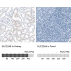 Anti-SLC22A8 Antibody