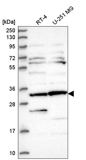 Anti-CLUAP1 Antibody