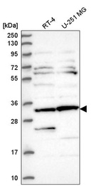 Anti-CLUAP1 Antibody