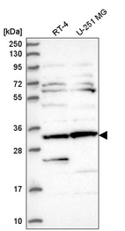 Anti-CLUAP1 Antibody