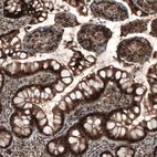 Immunohistochemical staining of human small intestine shows strong nuclear positivity in glandular cells.