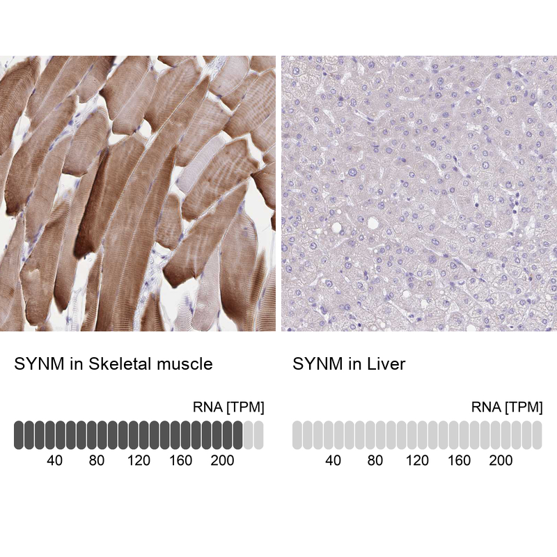 Anti-SYNM Antibody