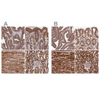 Anti-ATP5A1 Antibody