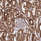 Anti-ATP5A1 Antibody