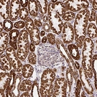 Immunohistochemical staining of human kidney shows strong cytoplasmic granular positivity in cells in tubules.