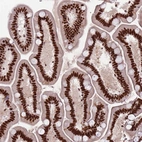 Immunohistochemical staining of human Small intestine shows strong nuclear positivity in glandular cells.