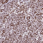Immunohistochemical staining of human Pancreas shows strong nuclear positivity in exocrine glandular cells.