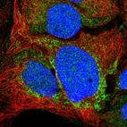 Immunofluorescent staining of human cell line CACO-2 shows localization to nucleoli & mitochondria.