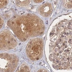 Immunohistochemical staining of human kidney using Anti-PSMD9 antibody HPA044220.