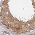 Immunohistochemical staining of human testis using Anti-PSMD9 antibody HPA044220.