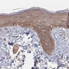 Immunohistochemical staining of human skin using Anti-PSMD9 antibody HPA044220.