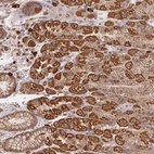 Anti-ADCY9 Antibody