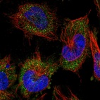 Immunofluorescent staining of human cell line U-251 MG shows localization to cytosol.