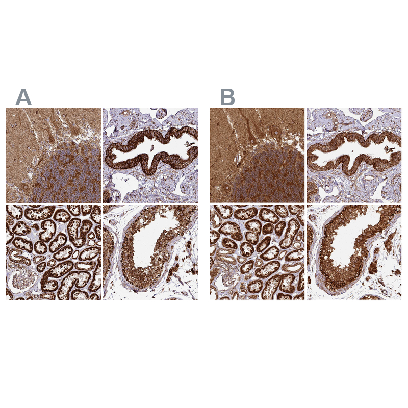 Anti-TRAP1 Antibody