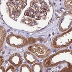 Immunohistochemical staining of human kidney using Anti-MKKS antibody HPA044233.