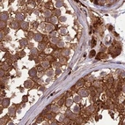 Immunohistochemical staining of human testis using Anti-MKKS antibody HPA044233.