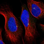 Immunofluorescent staining of human cell line U-2 OS shows localization to centrosome.