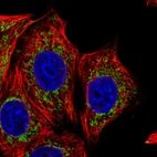 Immunofluorescent staining of human cell line MCF7 shows localization to mitochondria.