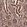 Anti-PRMT7 Antibody