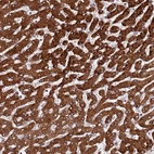 Anti-PPM1H Antibody