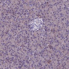 Immunohistochemical staining of human pancreas shows low expression as expected.