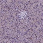 Immunohistochemical staining of human pancreas shows low expression as expected.