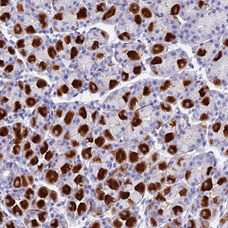 Anti-ETFRF1 Antibody