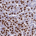Anti-ETFRF1 Antibody