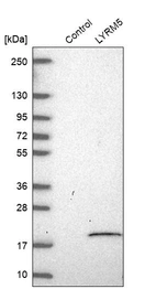 Western blot analysis in control (vector only transfected HEK293T lysate) and LYRM5 over-expression lysate (Co-expressed with a C-terminal myc-DDK tag (~3.1 kDa) in mammalian HEK293T cells, LY424231).