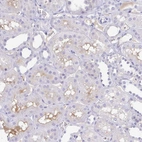 Immunohistochemical staining of human Kidney shows moderate extracellular space positivity in cells in tubules.