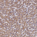 Anti-LBX2 Antibody