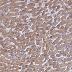 Anti-LBX2 Antibody