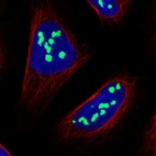 Immunofluorescent staining of human cell line U-2 OS shows localization to nucleoli.
