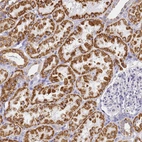 Immunohistochemical staining of human kidney shows strong cytoplasmic granular positivity in cells in tubules.