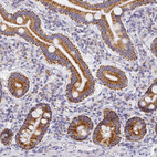 Immunohistochemical staining of human duodenum shows strong cytoplasmic granular positivity in glandular cells.