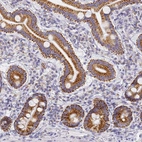 Immunohistochemical staining of human duodenum shows strong cytoplasmic granular positivity in glandular cells.
