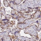 Immunohistochemical staining of human placenta shows strong cytoplasmic granular positivity in trophoblastic cells.