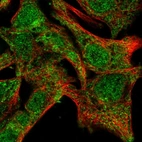 Immunofluorescent staining of human cell line Hep G2 shows localization to nucleoplasm & cytosol.