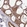 Anti-DUS4L Antibody
