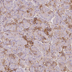 Immunohistochemical staining of human pancreas shows moderate membranous positivity in endocrine glandular cells.